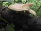 Olaszgomba (Polyporus tuberaster), Budai-hegység